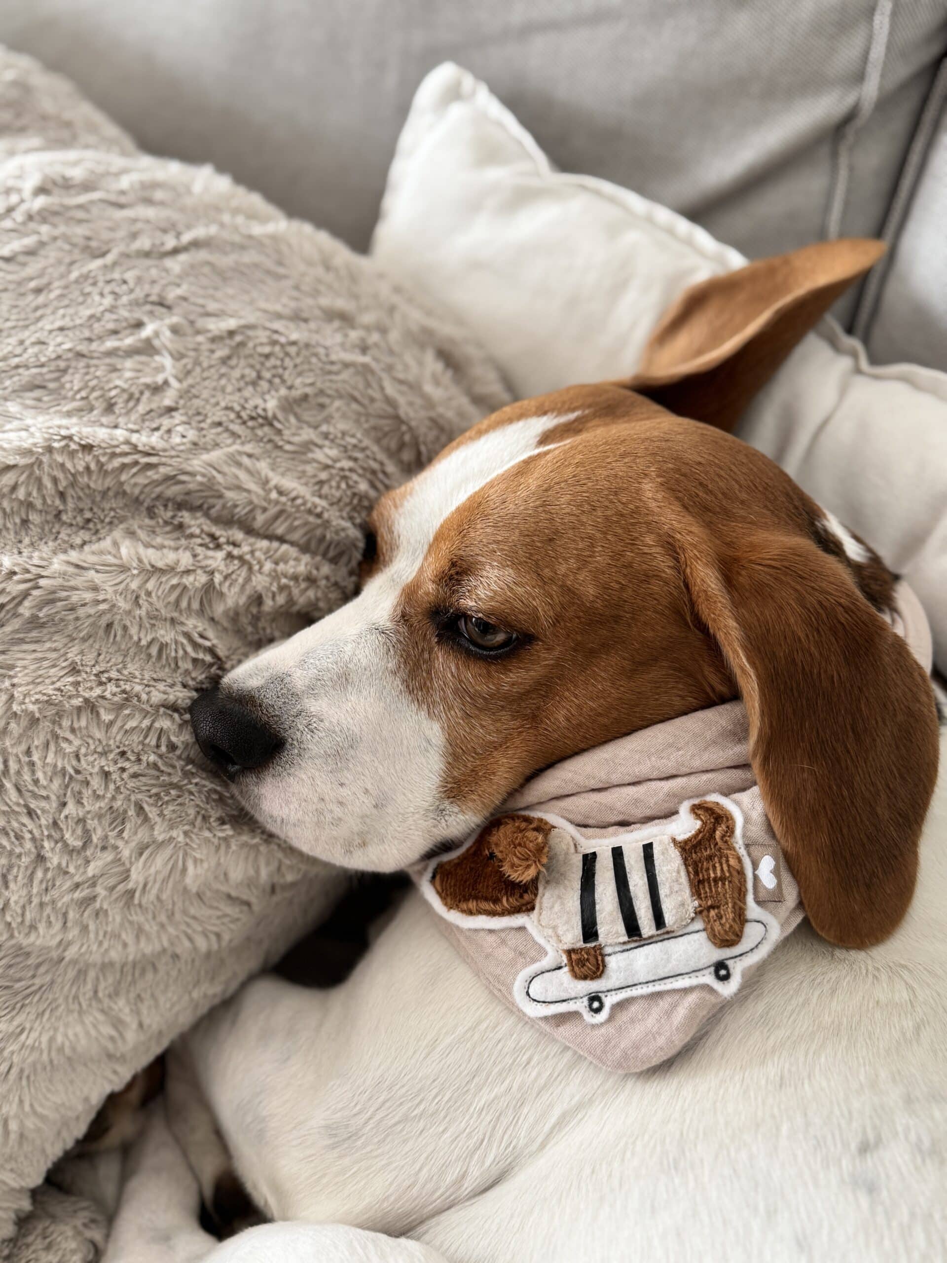 Stickdatei Dackel „Winni Frost“ + Gratis Goodie – mit 3D-Ohren & Skateboard – Bild 5