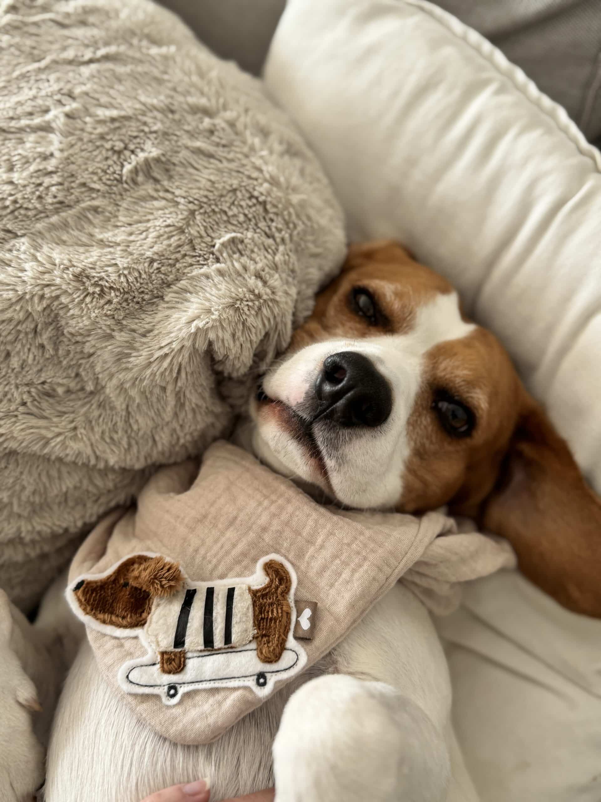 Stickdatei Dackel „Winni Frost“ + Gratis Goodie – mit 3D-Ohren & Skateboard – Bild 6